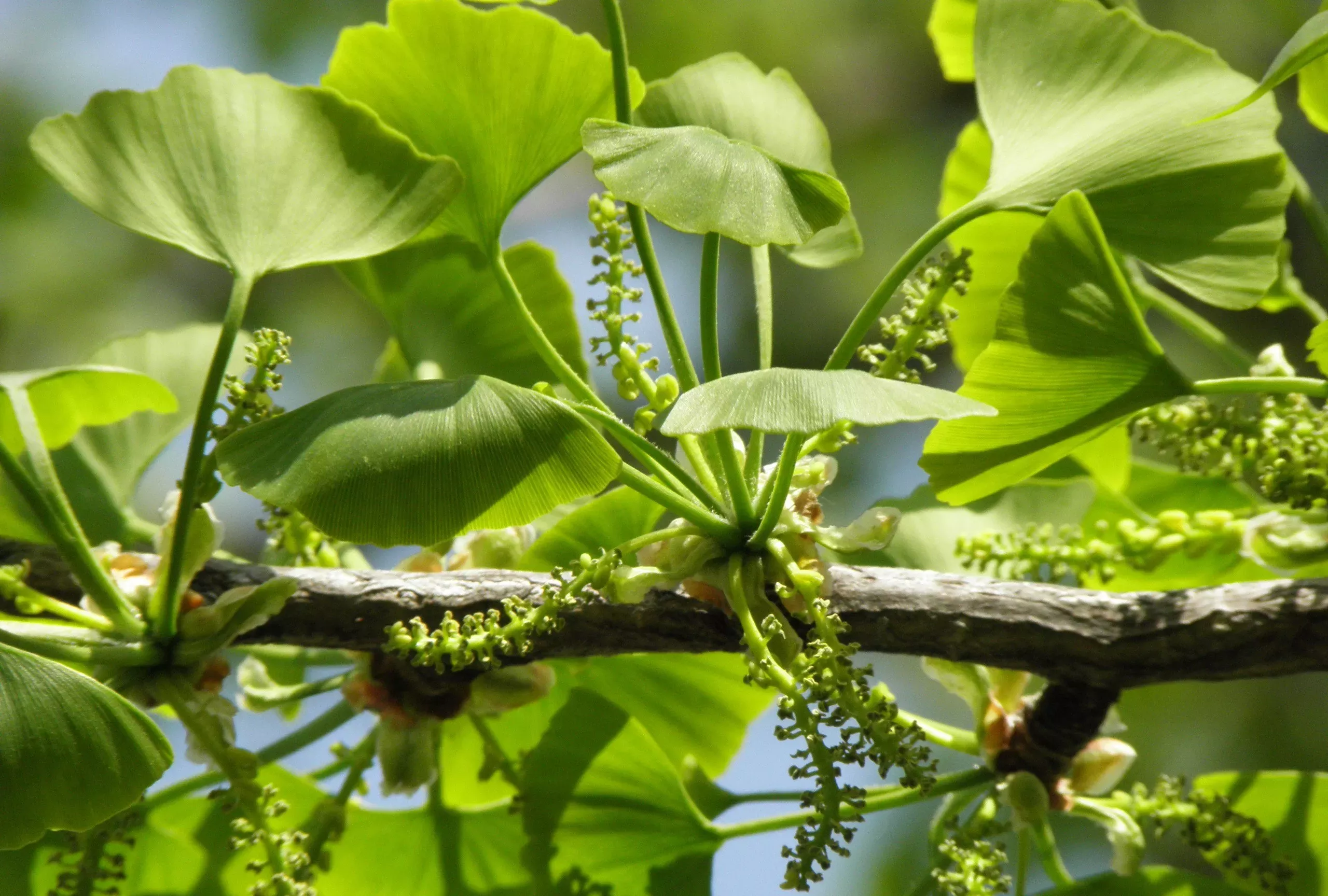 Medicinal Plant Cultivation in Haryana: Land under Use